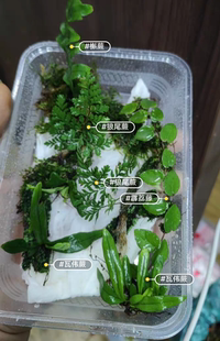 迷你附生型蕨类植物套餐寄生附着造景绿植雨林缸吸水石假山瓦伟蕨