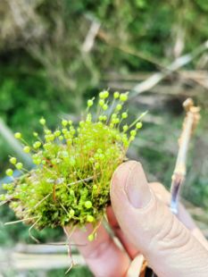 葫芦藓立碗藓带孢子教学学生作业地钱微景观造景苔藓植物上课学习