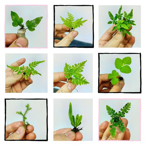 拇指盆栽超级迷你蕨类苔藓微景观创意小植物桌面盆景可爱鲜活绿植