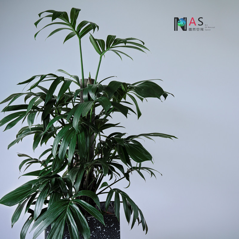 植然空间丨室内大型植物盆栽麒麟叶龟背竹净化空气耐阴好养绿植