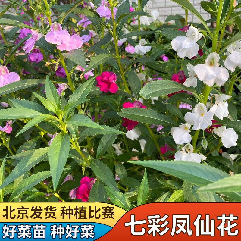 田立方七彩凤仙花种子四季易种