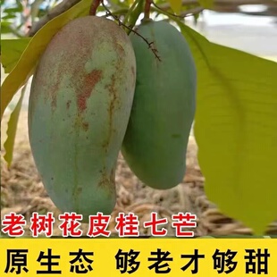 【花皮桂七】正宗广西百色田东桂七芒果新鲜现摘香甜水果产地直发