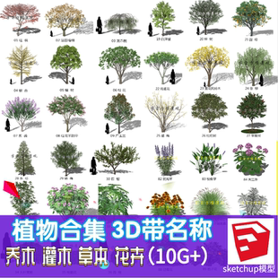 梧桐香樟水杉su高质量3d植物模型带名称花草树木乔木灌木花卉素材