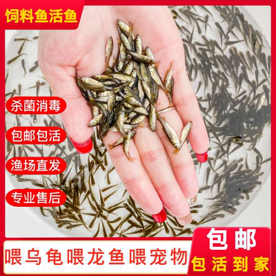 小杂鱼活小鱼苗喂龟乌龟吃的小鱼