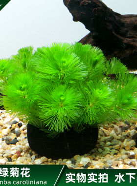 千草堂水族绿菊花大小坨草定植批鱼缸造景前后景发水草淡水植物