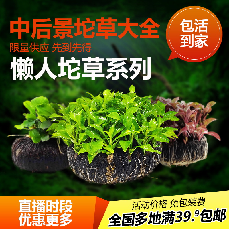 鱼缸水草植物淡水活体懒人造景坨草装饰中后景水下叶宫廷菊花皇冠