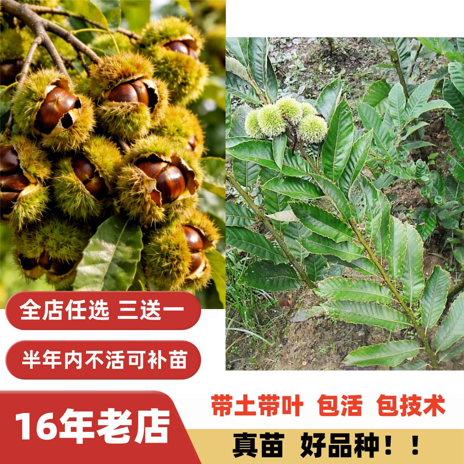 高产大红袍特大果薄壳板栗树苗嫁接苗清脆香糯当年结果南方北方