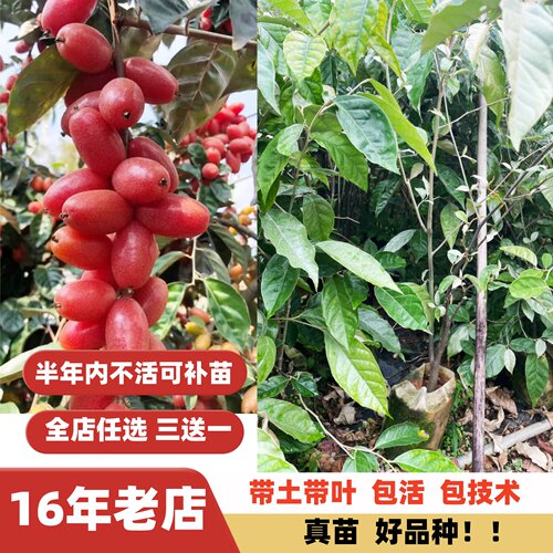 当年结果奶香浓郁清甜可口得甜二号羊奶果树苗南方北方地栽盆栽