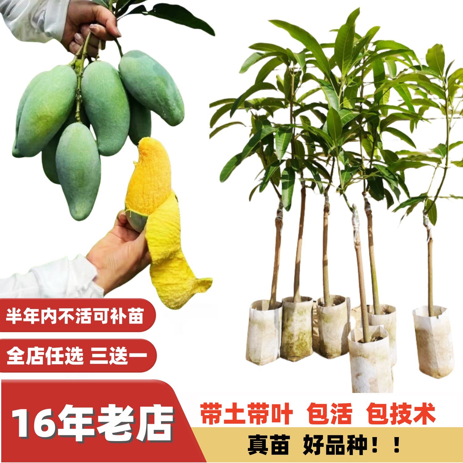 桂七金煌芒果苗四季浓香厚肉纯甜