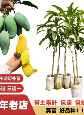 桂七金煌芒果苗四季浓香厚肉纯甜