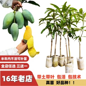 桂七金煌芒果苗四季浓香厚肉纯甜