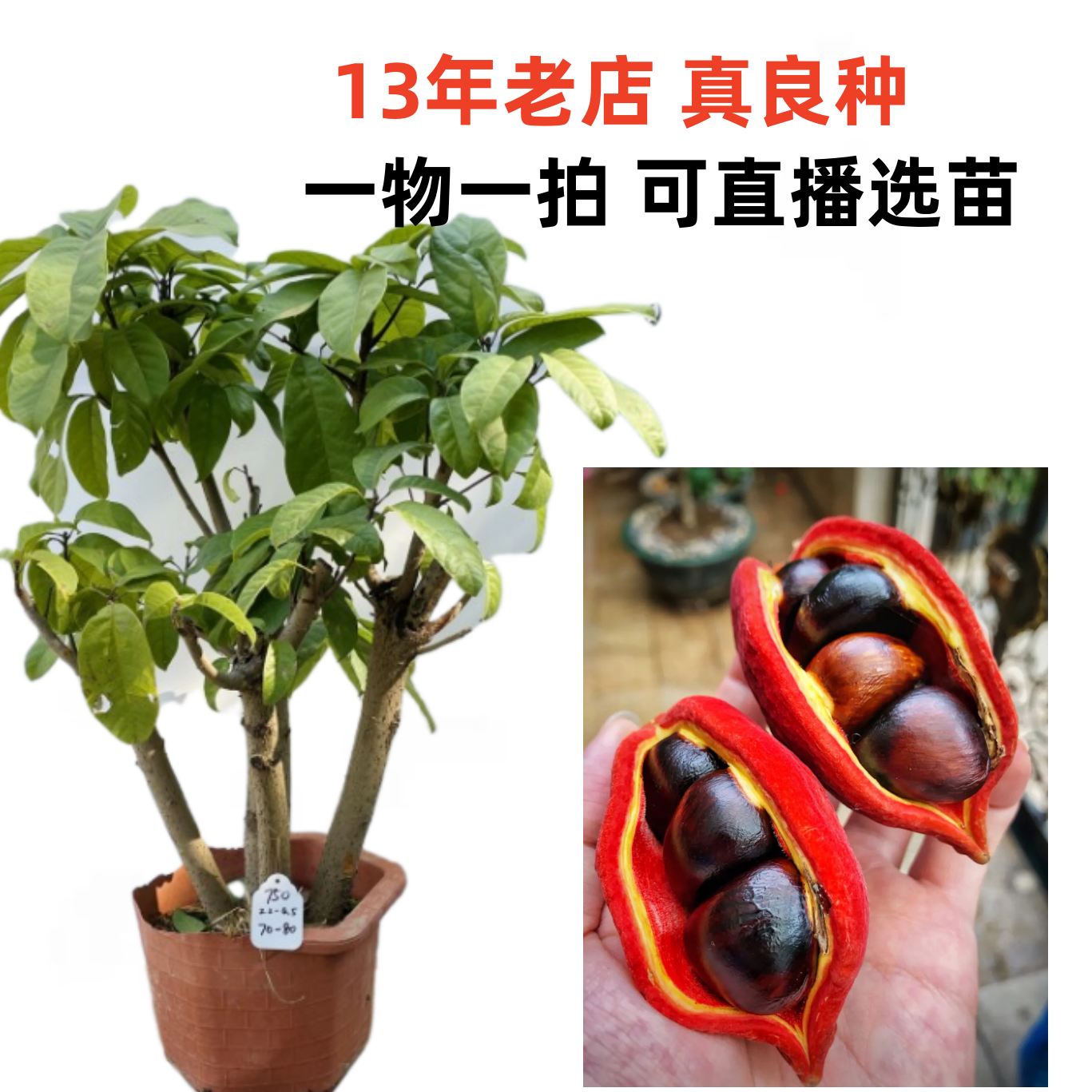 当年结果 富贵子树苗频婆树苗凤眼果萍婆七姐果树苗盆栽地栽南方