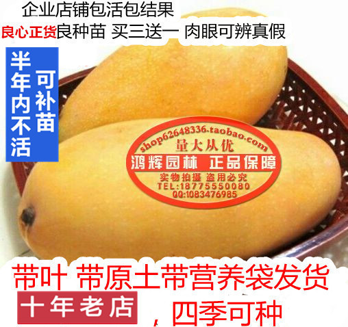 当年四季结果特大果金煌芒田东桂七香芒果苗嫁接苗果树苗盆栽地栽 - 封面