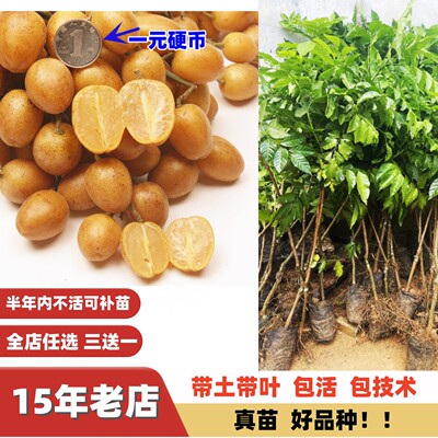 改良特大黑皮大鸡心黄皮果树苗出世甜郁南无核黄皮嫁接苗当年结果