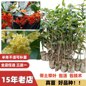 多季花盆栽地栽桂花树苗桂花新品种红天香台阁 金桂花苗花香浓郁