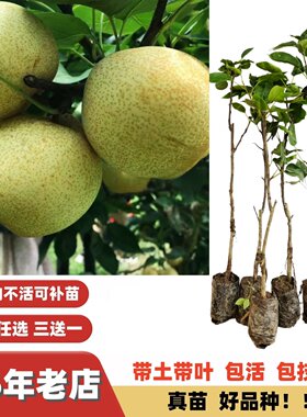 改良配种大果甜脆无渣嫁接梨树苗
