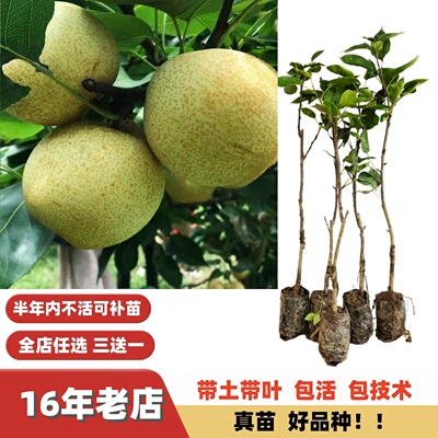 改良配种大果甜脆无渣嫁接梨树苗