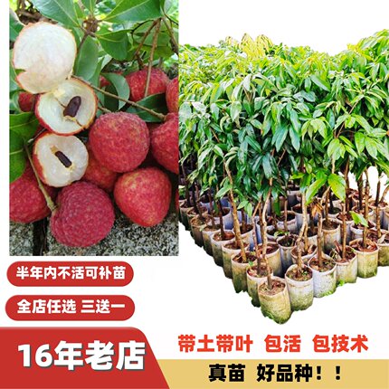 高档新品种改良冰荔仙进奉荔枝鸡嘴荔嫁接苗水果树苗荔枝四季易种