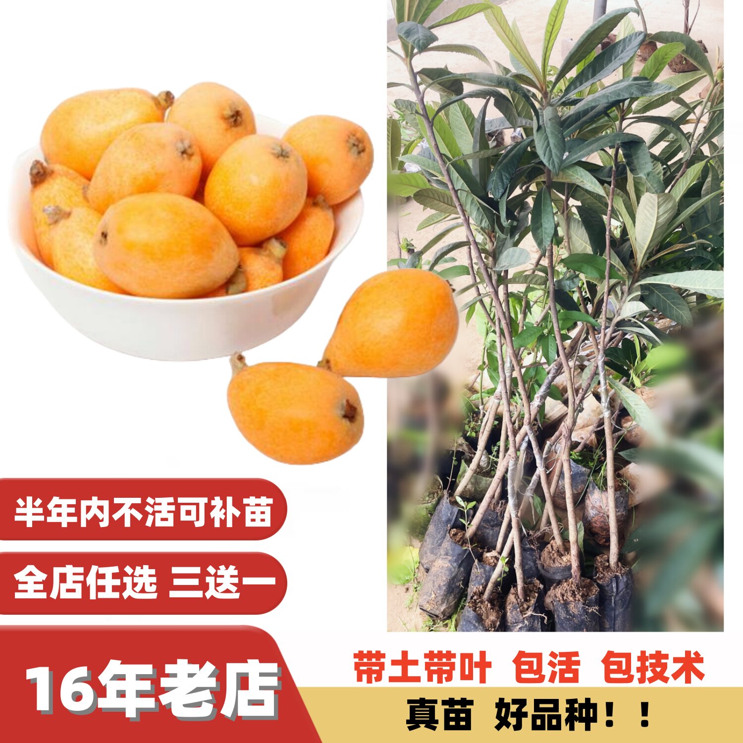 特大果改良配种大果甜枇杷苗果树图片