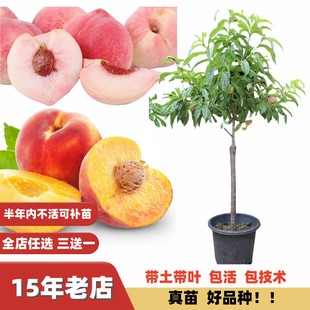 鹰嘴桃子树新品种南方北方早熟晚熟甜脆台农3号7号水蜜桃树苗嫁接