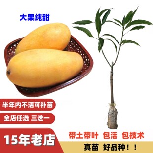 当年结果四季型大果金煌芒田东桂七香芒果苗嫁接苗果树苗盆栽地栽