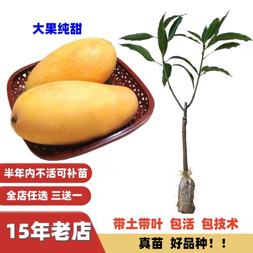 纯甜少纤维大果金煌芒桂七芒树苗