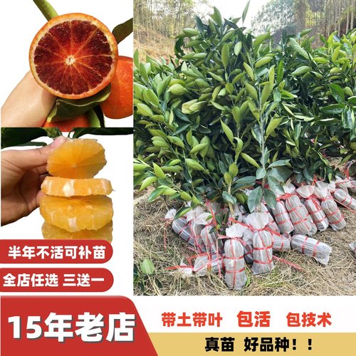 廉江红橙血橙甜橙子树苗嫁接苗