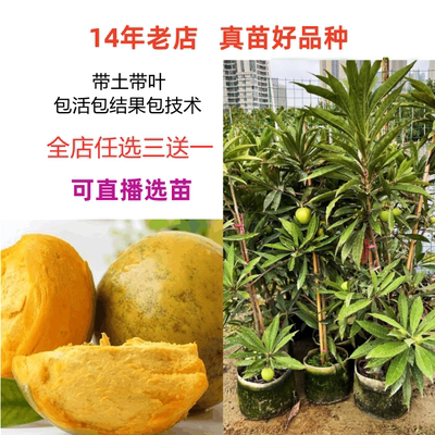 改良特大果耀糖仙桃嫁接苗