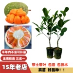 特甜新品种印尼红肉泰国8号12号菠萝蜜树苗嫁接苗黄肉马来西亚