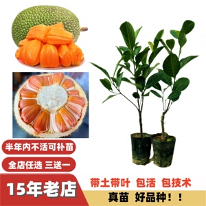 特甜新品种印尼红肉泰国8号12号菠萝蜜树苗嫁接苗黄肉马来西亚