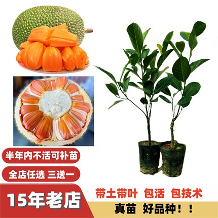 特甜新品种印尼红肉泰国8号12号菠萝蜜树苗嫁接苗黄肉马来西亚