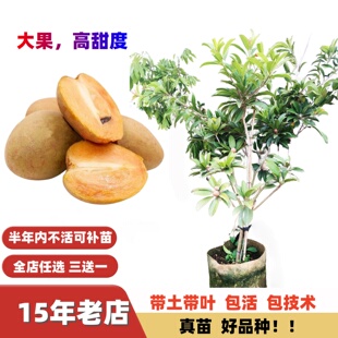 高甜度特大果人心果树苗人参果多季结果大苗带果盆栽地栽南方