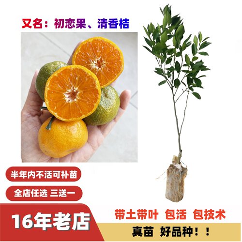 初恋果茶桔清香桔超甜嫁接果苗
