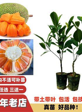四季泰国榴莲蜜印尼红肉菠萝蜜苗