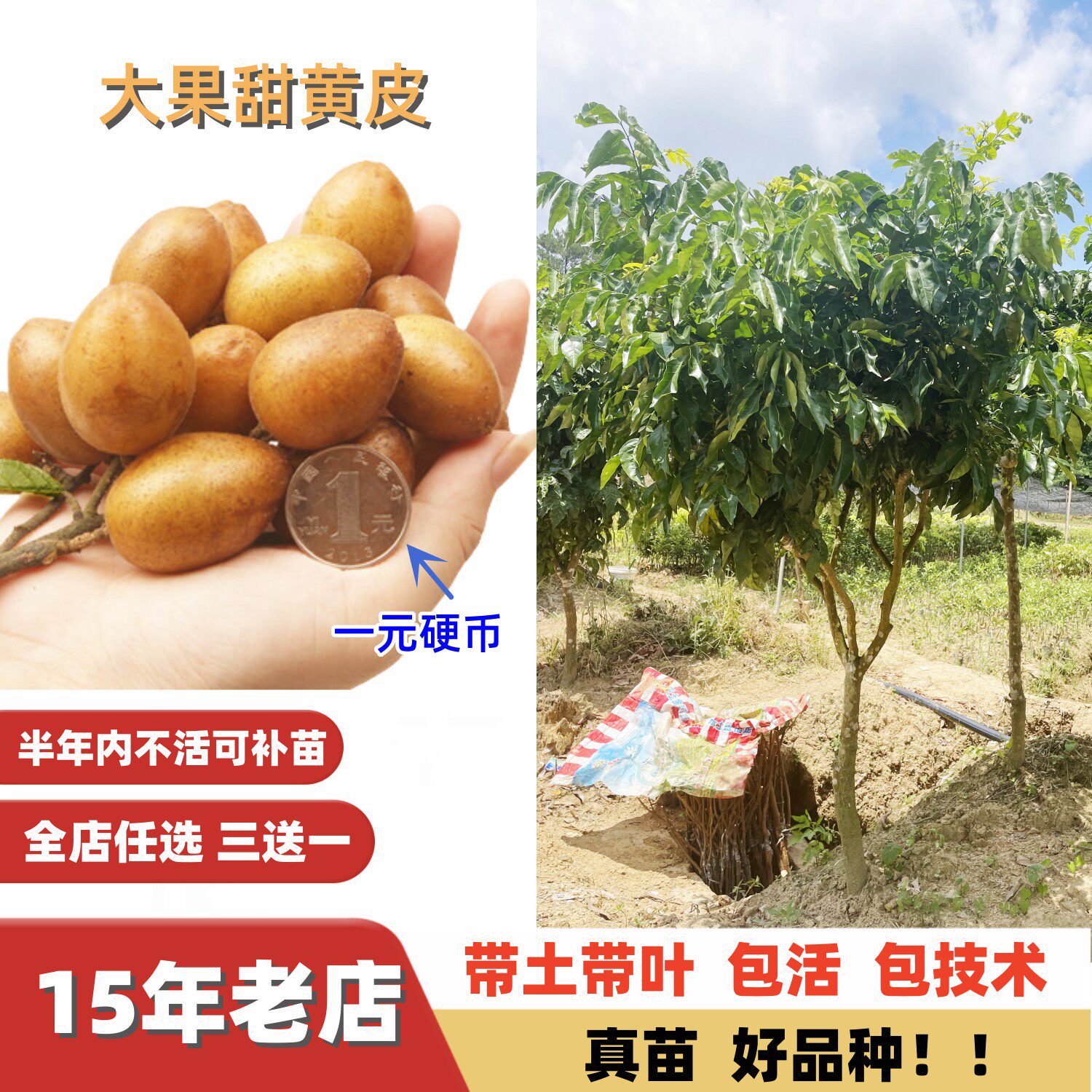 黑金刚郁南无核黄皮十年大树苗大鸡心黄皮嫁接苗果树苗年结果大苗