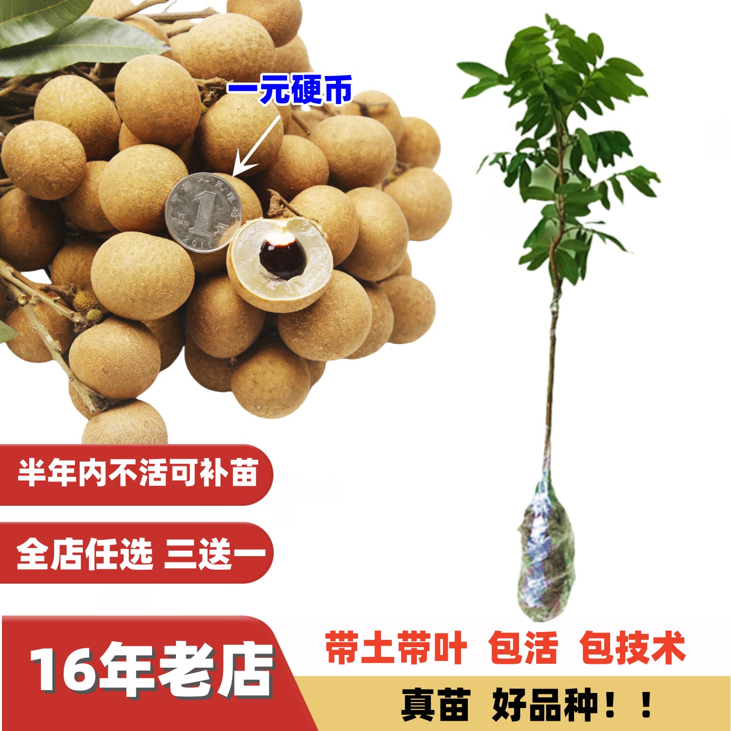 脆肉小核大果石硖储良四季龙眼苗