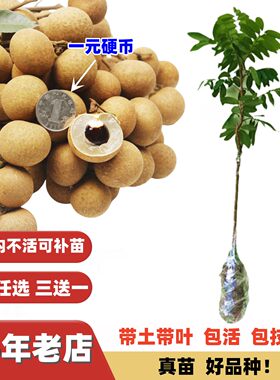脆肉小核大果石硖储良四季龙眼苗