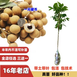 脆肉小核大果石硖储良四季龙眼苗