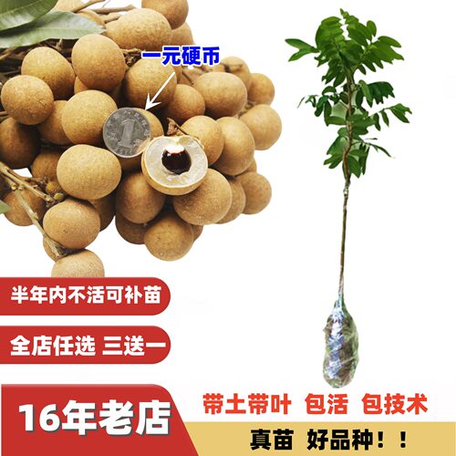 脆肉小核大果石硖储良四季龙眼苗