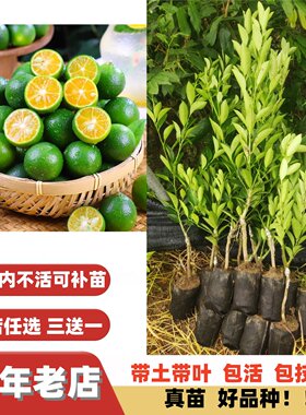 当年结果改良海南青金桔柠檬树苗子小青桔树苗年桔绿桔酸桔嫁接苗