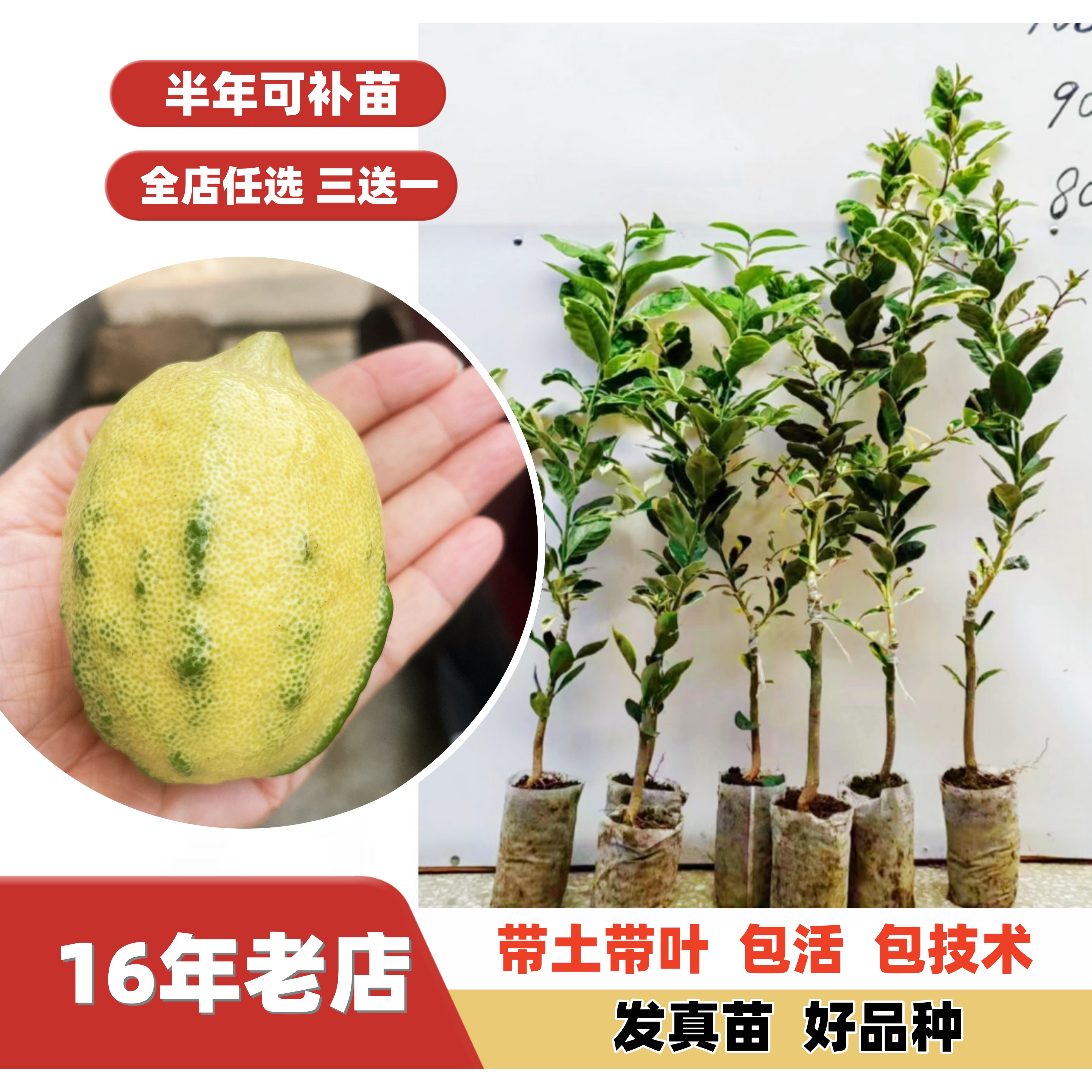 新品种泰国斑叶黄肉柠檬苗