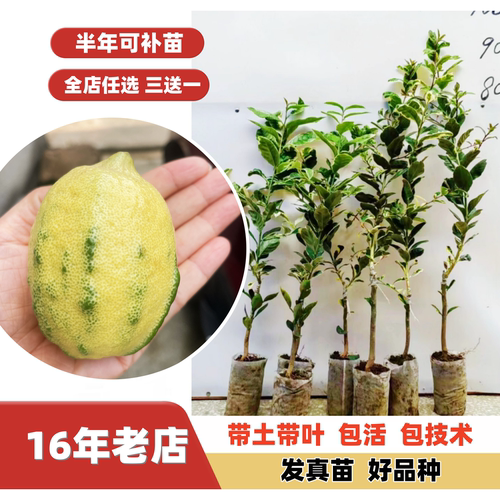 新品种泰国斑叶黄肉柠檬苗