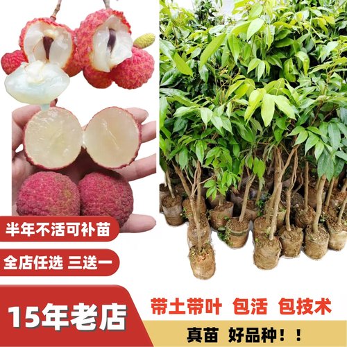 桂味糯米糍妃子笑海南无核荔枝苗