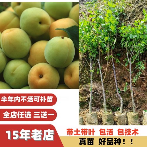 新品种改良配种大果青梅子树苗