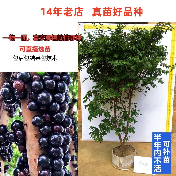 一物一拍大果沙巴嘉宝果当年多季结果苗树苗树葡萄大苗盆栽地栽