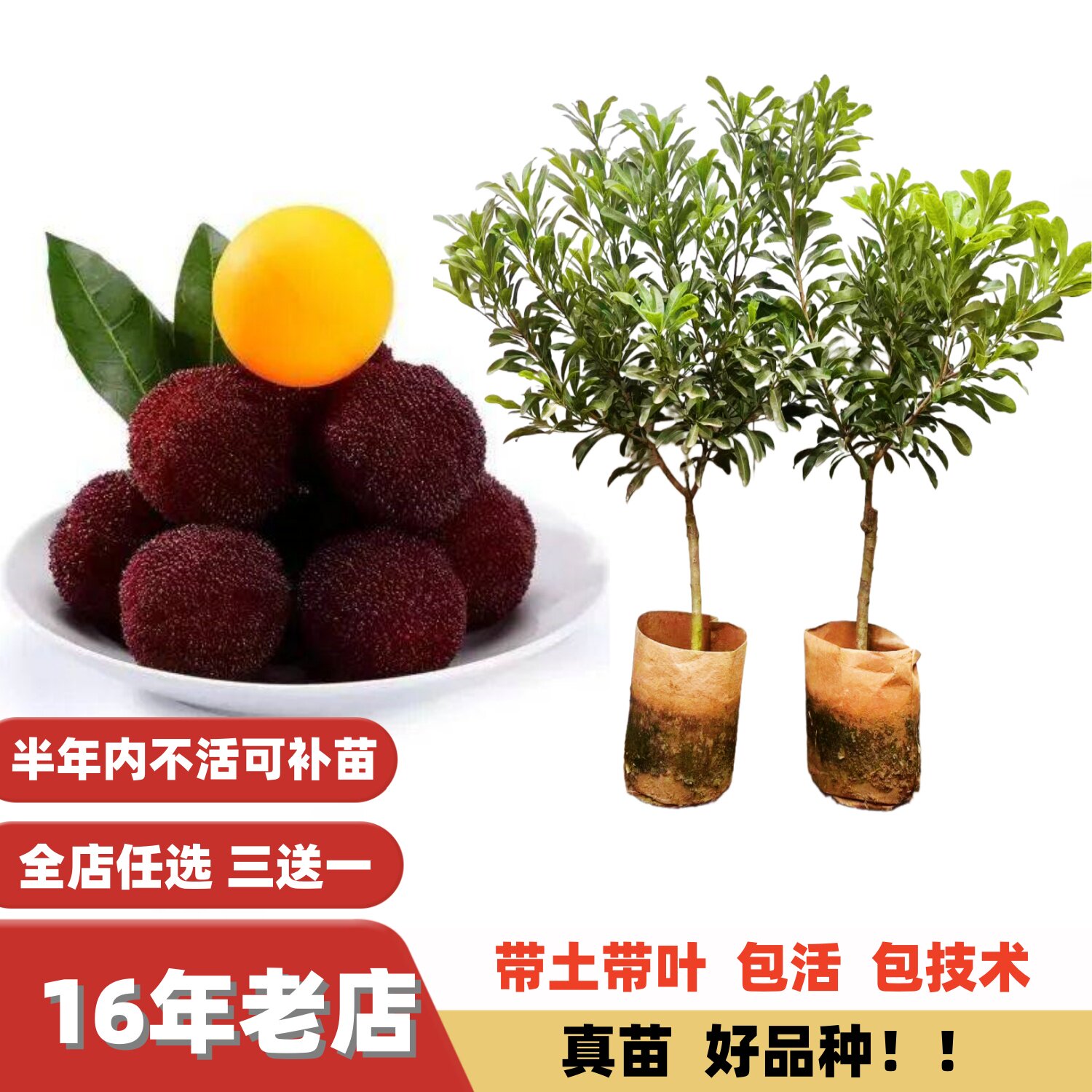 新品种特大果改良高甜度东魁杨梅树苗嫁接苗甜黑炭杨梅果苗大苗
