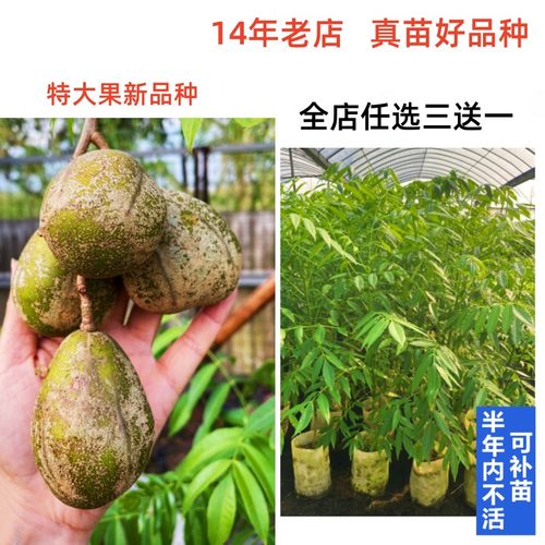 大果的太平洋青橄榄树苗