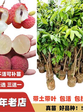 桂味糯米糍妃子笑海南无核荔枝苗