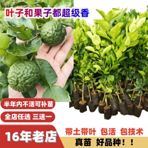 泰国芳香植物丑柠檬嫁接苗