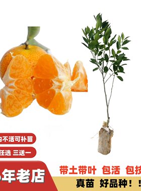 配种无渣化渣超甜沙糖桔嫁接苗
